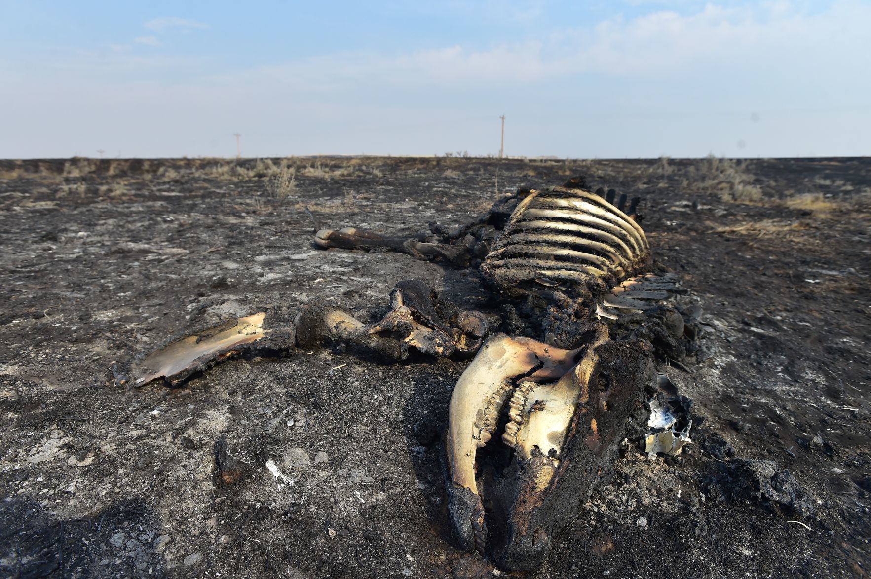 Cattle remains
